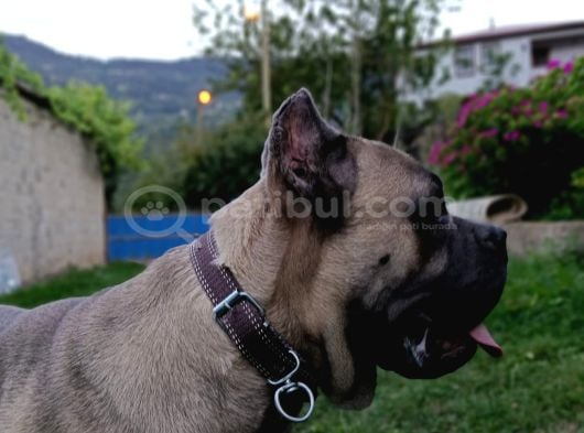 Cano Corso 10 Aylık görsel