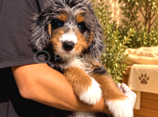 Merle Bernedoodle  Mavi Gözlü Tricolor Yavru görsel