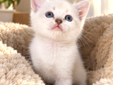 British Shorthair Bebeklerimiz