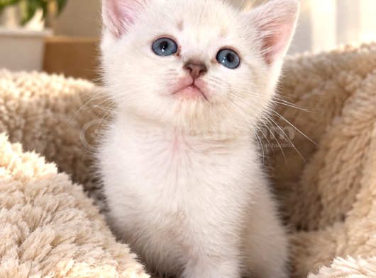 British Shorthair Bebeklerimiz görsel
