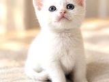British Shorthair Bebeklerimiz