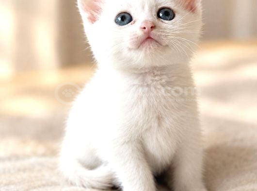 British Shorthair Bebeklerimiz görsel