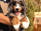 Merle Bernedoodle  Mavi Gözlü Tricolor Yavru