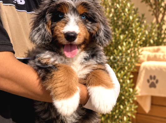 Merle Bernedoodle  Mavi Gözlü Tricolor Yavru görsel
