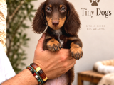 Miniature Dachshund Sosis Köpek  Özel Renk Yavrular
