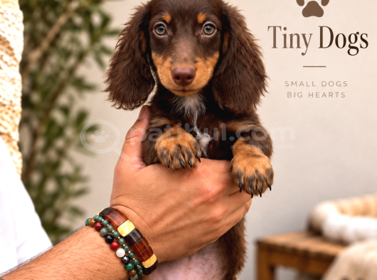 Miniature Dachshund Sosis Köpek  Özel Renk Yavrular