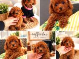 Ev doğumu kore poodle bebişler