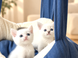 British Shorthair bebeklerimiz