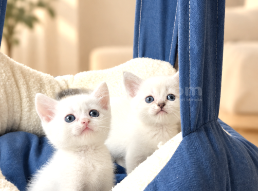British Shorthair Bebeklerimiz
