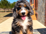 Merle Bernedoodle  Mavi Gözlü Tricolor Yavru