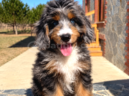 Merle Bernedoodle  Mavi Gözlü Tricolor Yavru