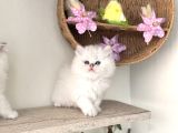 Ayı kafa kaliteli sağlıklı Yavrular