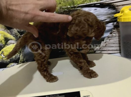 Çok Tatlı Orijinal Toy Poodle Yavrusu