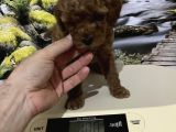 Çok Tatlı Orijinal Toy Poodle Yavrusu
