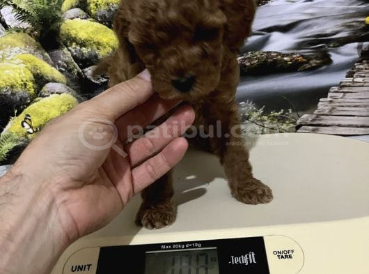 Çok Tatlı Orijinal Toy Poodle Yavrusu görsel