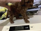 Çok Tatlı Orijinal Toy Poodle Yavrusu