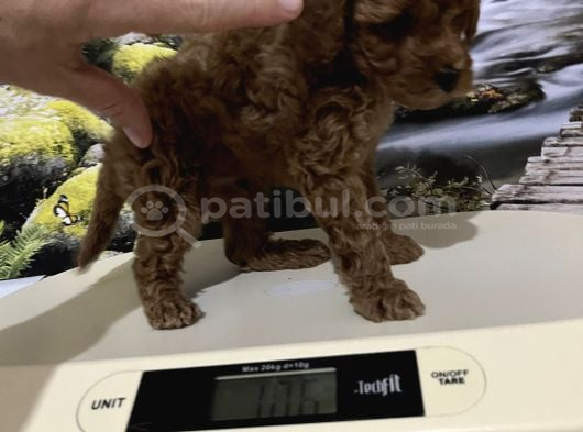 Çok Tatlı Orijinal Toy Poodle Yavrusu görsel