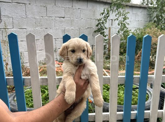 Erkek Dişi Golden Bebekler görsel