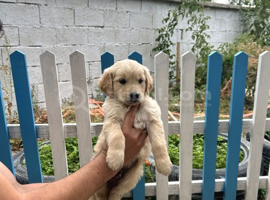Erkek Dişi Golden Bebekler görsel