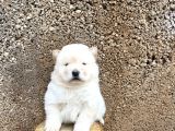 Chow Chow Çin Aslanı