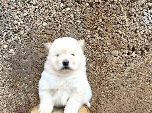 Chow Chow Çin Aslanı görsel