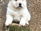 Chow Chow Çin Aslanı