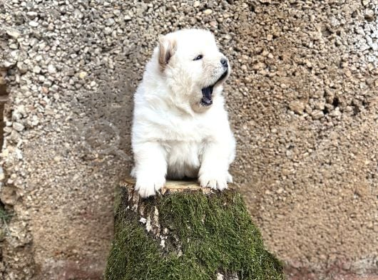 Chow Chow Çin Aslanı görsel
