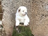 Chow Chow Çin aslanı