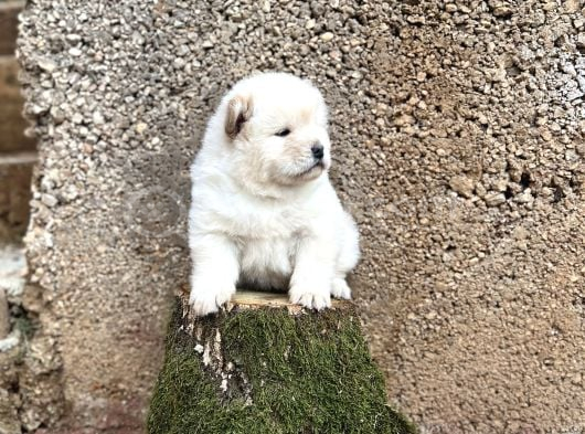 Chow Chow Çin aslanı