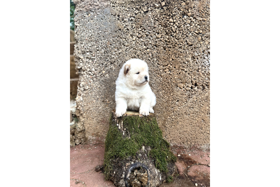 Chow Chow Çin Aslanı