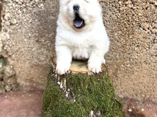 Chow Chow Çin Aslanı görsel