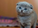 Vecihiden Kırık Kulak Eğitimli Scottishfold Bebekler