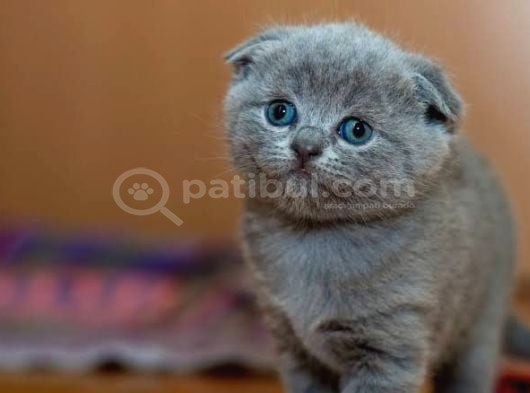 Vecihiden Kırık Kulak Eğitimli Scottishfold Bebekler görsel