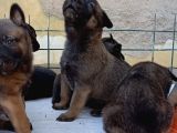 Belçi̇ka Mali̇noi̇s Yavrulari Aşi̇l Ve Zeyna Eşlemesi̇nden