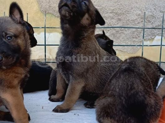 Belçi̇ka Mali̇noi̇s Yavrulari Aşi̇l Ve Zeyna Eşlemesi̇nden görsel