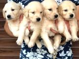Koca Kafa Küt Burun Golden Retriever Bebekleri