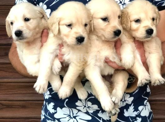 Koca Kafa Küt Burun Golden Retriever Bebekleri görsel