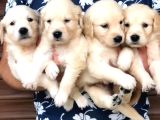 Koca kafa küt burun golden retriever bebekleri