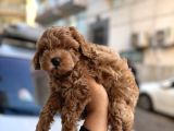 Korea Maltipoo Bebeklerimiz