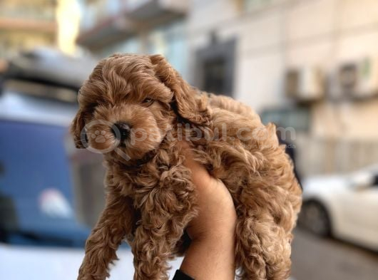 Korea Maltipoo Bebeklerimiz görsel
