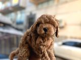 Korea Maltipoo Bebeklerimiz