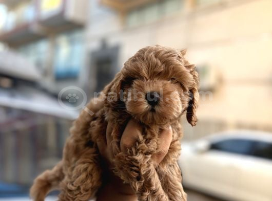 Korea Maltipoo Bebeklerimiz