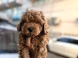 Korea Maltipoo Bebeklerimiz