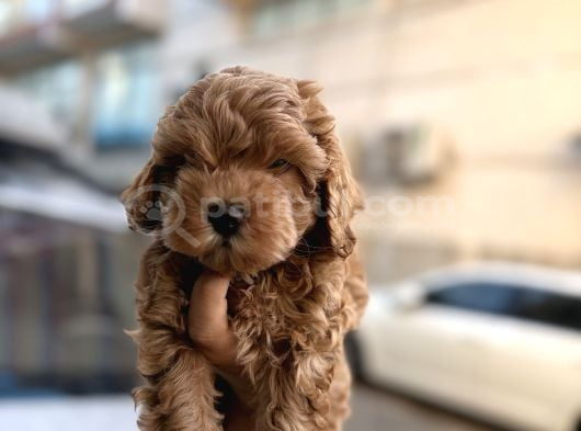 Korea Maltipoo Bebeklerimiz görsel