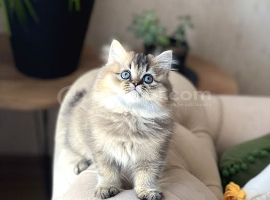 IRKININ EN GÜZELİ BRİTİSH LONGHAİR GOLDEN BLACK