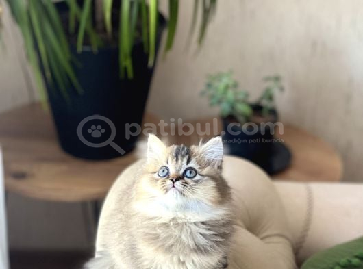 Irkinin En Güzeli̇ Bri̇ti̇sh Longhai̇r Golden Black görsel