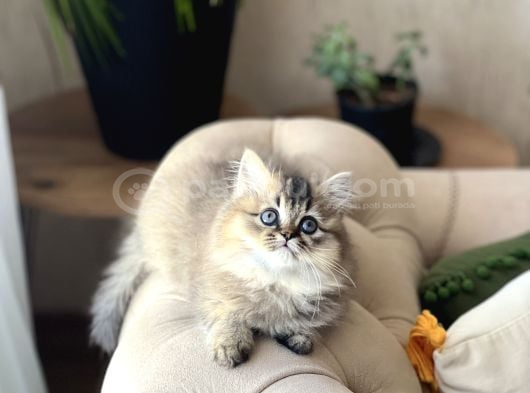 Irkinin En Güzeli̇ Bri̇ti̇sh Longhai̇r Golden Black görsel