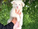 Secereli erkek border collie bebekler