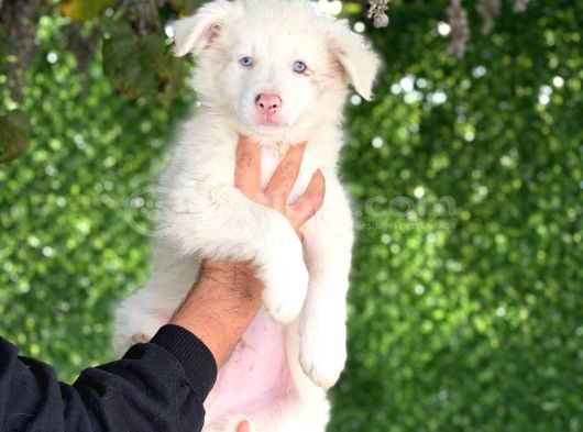 Secereli erkek border collie bebekler