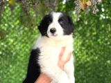 Secereli Erkek Border Collie Bebekler